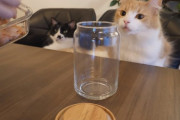 猫用の手作り和食をカウンターでサービスされる猫ちゃんたちが、お行儀良しで可愛い