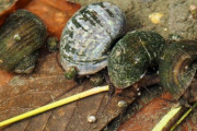 【画像】淡水貝「ただ卵産むだけだと川の流れに流されて段々下流に行きやがて海について全滅だな…せや！」→