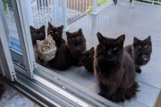 「にゃんとかしろ」 野良猫がお世話になった家に6匹の子猫を召喚、訴えるような目を向けるｗｗｗｗ