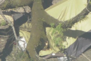 【神奈川】キャンプ場従業員「周辺の木は毎朝確認していた」根元腐っていたか…倒木で下敷き　29歳女性死亡