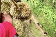 【動画】銃声かな。ドリアンの収穫方法、格好良すぎワロタ。