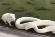 【動画】ヘビさん、ネズミさんの捕食に挑戦