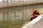 【動画】サファリパークのオランウータンが溺れてしまう事故。