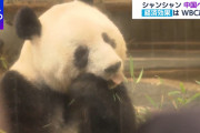【悲報】WBCさん、経済効果でパンダに負けてしまう
