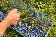 1日2,000ポンド（約900kg）のブルーベリーを手摘みする農場　海外の反応