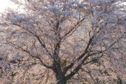 【韓国】「王桜プロジェクト2050」調査結果　慶州市の桜並木、大部分が日本産　ソメイヨシノ88.9%