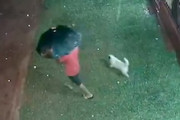 【動画】大きな雹がワンちゃんに命中してしまう事故。