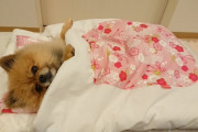 外国人「お布団で眠る日本のポメラニアンが可愛すぎるよ！」