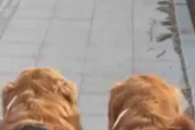 ２匹のイヌと散歩していた。すたすたフリフリ♪ → 並んだお尻はこうなります…