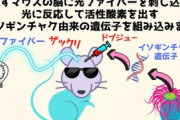 マウスの脳にイソギンチャクの遺伝子を組み込み、光ファイバーを刺し込む実験で記憶を消すことに成功　うつ病に応用も