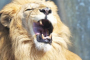 【南アフリカ】自然保護活動家、自身が育てたライオンに襲われ死亡