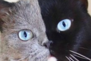 毛の色が顔の真ん中でまっぷたつ！めちゃくちゃ珍しい猫から生まれたのは…