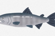 【魚類】サケのふ化放流事業、野生サケに悪影響をもたらしていた可能性 アイルランド研究