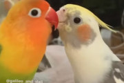 ルリゴシボタンインコのオスに一生懸命さえずるオカメインコのガリレオちゃんにビックリ