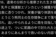 【悲報】北海道で家畜を荒らし回ったヒグマ「OSO18」、弱者オスだった……?