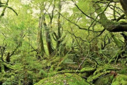 【風景】まるで生きる森！精霊宿る「屋久島の木々」
