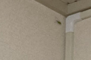 部屋に謎の緑色虫がいるんだけど