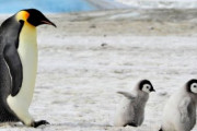 南極のペンギンが地球温暖化で大繁殖する可能性がある