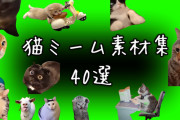 【動画】「猫ミーム」という謎の動画、なんか流行るwwww