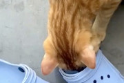 【ネコ】この猫の１秒動画くっそワロタｗｗｗｗｗｗ