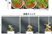 【植物】トマトはアルコールの投与で高温ストレスに強くなる、理研などが確認