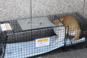 近所の野良猫を餌付けしてしまったので責任とって飼い猫にしようと思い、あるボランティア団体から捕獲機を借りたんだけど…