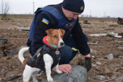 【朗報】ウクライナのイッヌ、地雷を1日200個掘り当てる