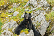 【対策】クマに遭遇した時、絶対にやってはいけない左右の動き