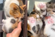 【ネコ】子猫のお引越しを人間に手伝ってもらうママ猫。