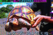 【クレイジージャーニー】爬虫類ハンターで事前にスタッフが準備した生物一覧