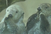 【悲報】ラッコの飼育さんに全モザ処理が決定