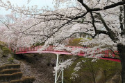 日本三大桜の名所の高遠でお花見したぞい ２日目