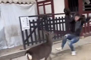 【動画】陽キャさん、鹿にやられるw w w w w w w w w w w w w w w