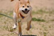 【画像】休みの日にうちの柴犬と公園に行って走るとこうなります…いい笑顔ですねwww
