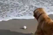 イヌと海にやってきた。波打ち際にボールが転がってしまう → 犬はこうなる…