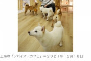 中國で日本の柴犬シバイヌがブーム ネットオークションで290万円で落札される [2/21]