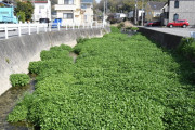 愛媛県内各地の川に異変、クレソンが大繁殖　専門家が懸念するポイントは　[4/12]