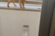 ワイの部屋を毎日覗く猫がいる（※画像あり）