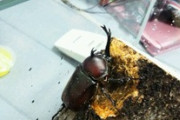 カブトムシ飼ったら可愛すぎてヤバいwwwwww