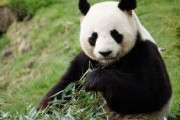 【共同通信】「ゼロパンダ半年、解消は難しい状況だ！パンダ不在の恐ろしさ、いなくなって初めて気づいた」