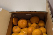 インフルで3kg痩せたから、みかんを箱買いｗｗｗ（※画像あり）