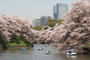海外「素晴らしい桜を見られた！」2023年の日本の桜に対する海外の反応