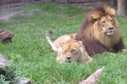 【野性の珍事】雄ライオン、雌ライオンのオネダリを拒否ｗｗｗｗｗｗ