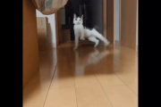 【衝撃映像】登場と同時にクラッシュして「シャッ」てなる猫がヤバすぎる…
