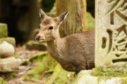 海外「可哀想！」奈良公園の鹿に起きている異変に海外びっくり仰天！（海外の反応）