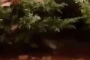 【子イヌ】 庭の植木が揺れていた。ばぁ♪ → 子犬小隊がやってきた…