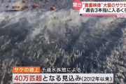 北海道で大量の鮭が遡上「過去3本の指に入るレベル」