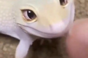 【動画】トカゲさん、目がかわいい