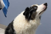 ボーダーコリー、動物病院のドアの前で釘づけ。鋭い目線で凝視していたものとは？