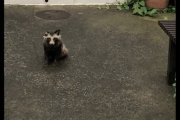 【画像】キムタク、自宅の庭にタヌキが現れてたまげるｗｗｗｗｗｗｗ